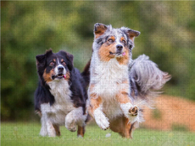 zwei Australian Shepherd in Action 2000 Teile Puzzle quer - CALVENDO Foto-Puzzle'