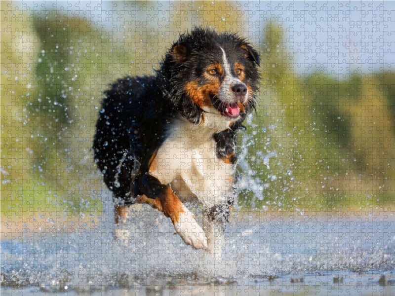 Australian Shepherd rennt durchs Wasser 2000 Teile Puzzle quer - CALVENDO Foto-Puzzle'