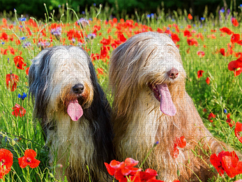 Bearded Collies im Mohn - CALVENDO Foto-Puzzle'