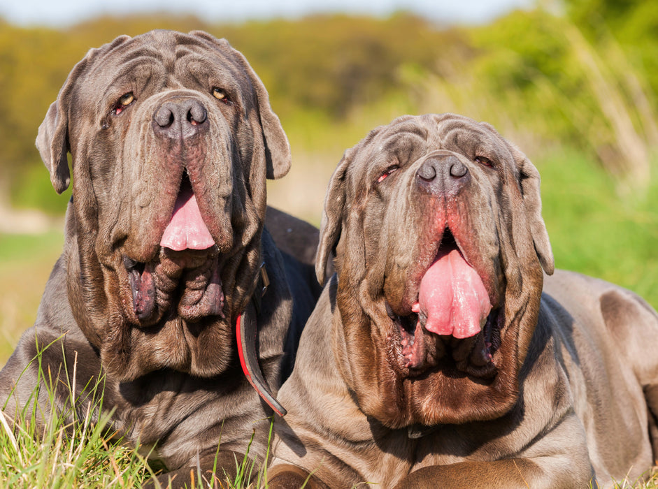 Two Neapolitan Mastiffs - CALVENDO photo puzzle 