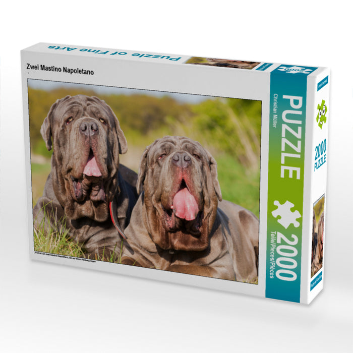 Two Neapolitan Mastiffs - CALVENDO photo puzzle 