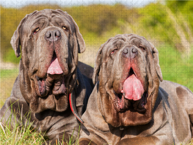 Two Neapolitan Mastiffs - CALVENDO photo puzzle 