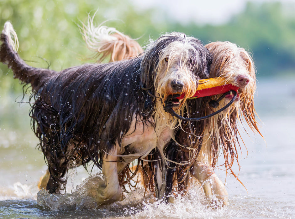Zwei Bearded Collies im Wasser 2000 Teile Puzzle quer - CALVENDO Foto-Puzzle'