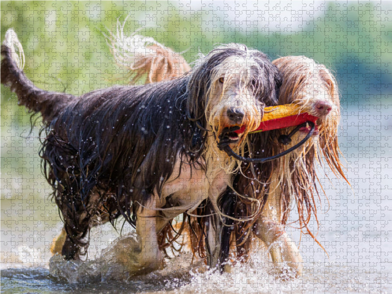 Zwei Bearded Collies im Wasser 2000 Teile Puzzle quer - CALVENDO Foto-Puzzle'