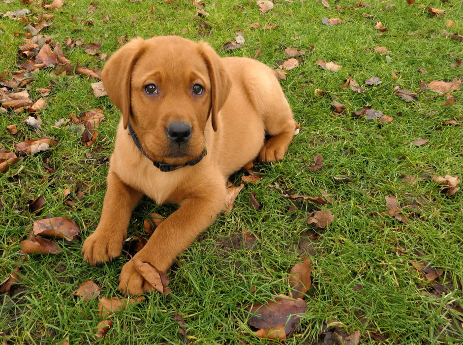 Labradorwelpe liegt im Gras zwischen herbstlichen Blättern - CALVENDO Foto-Puzzle'