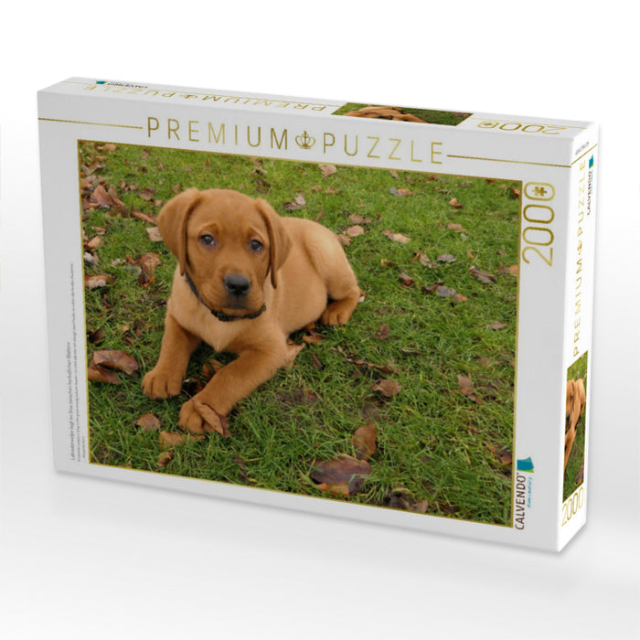 Labradorwelpe liegt im Gras zwischen herbstlichen Blättern - CALVENDO Foto-Puzzle'