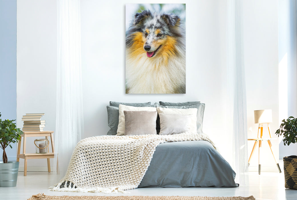 Toile textile premium Toile textile premium 80 cm x 120 cm de haut Un motif du calendrier Sheltie - tourbillon sur 4 pattes