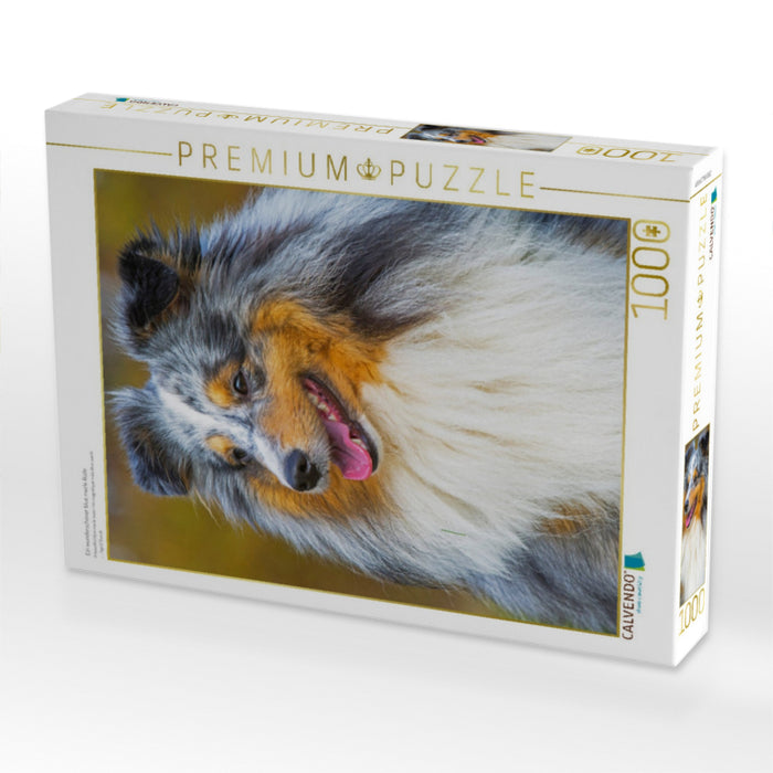 Ein wunderschöner blue merle Rüde - CALVENDO Foto-Puzzle'