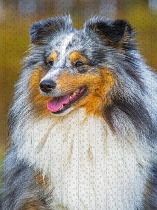 Ein wunderschöner blue merle Rüde - CALVENDO Foto-Puzzle'