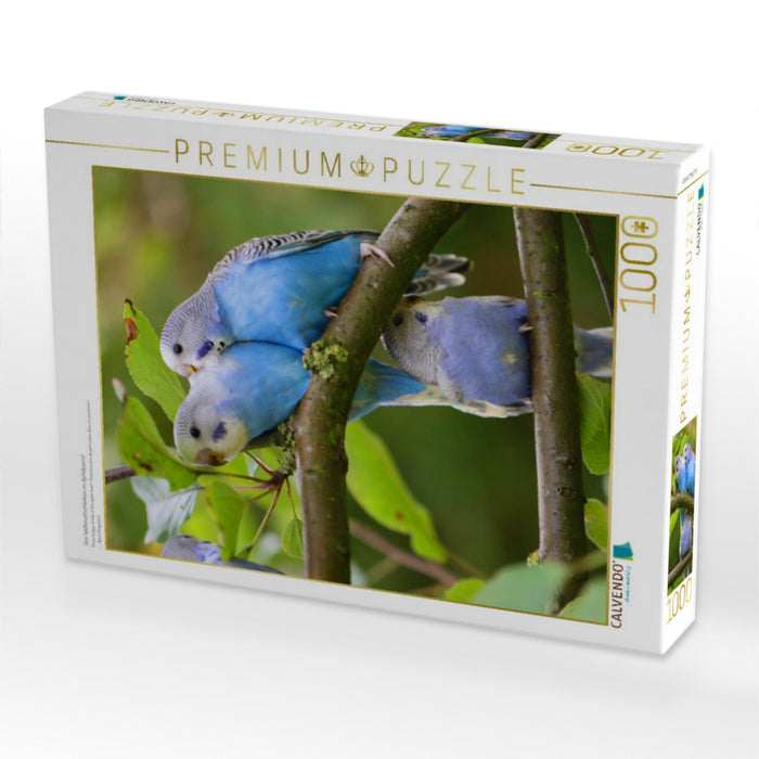 Drei Wellensittichküken im Apfelbaum! - CALVENDO Foto-Puzzle'