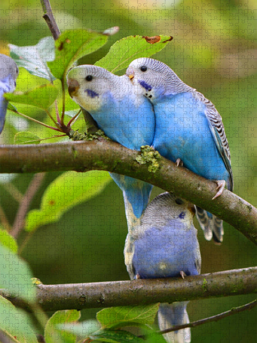 Drei Wellensittichküken im Apfelbaum! - CALVENDO Foto-Puzzle'