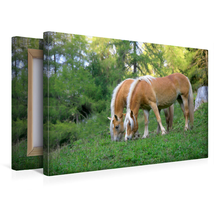Toile textile haut de gamme Toile textile haut de gamme 120 cm x 80 cm paysage Haflinger au pâturage 