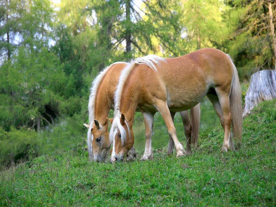 Haflinger auf Weide - CALVENDO Foto-Puzzle'