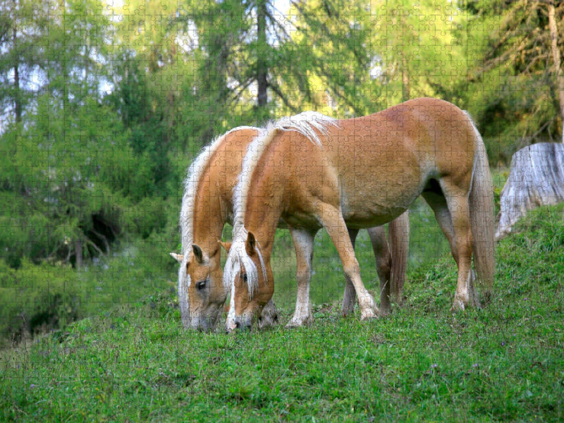 Haflinger auf Weide - CALVENDO Foto-Puzzle'