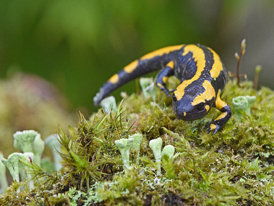 Fire salamander - CALVENDO photo puzzle 
