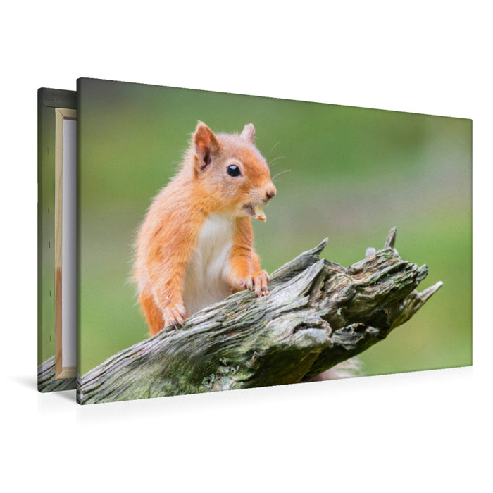Premium Textil-Leinwand Ein Motiv aus dem Kalender Rote Eichhörnchen