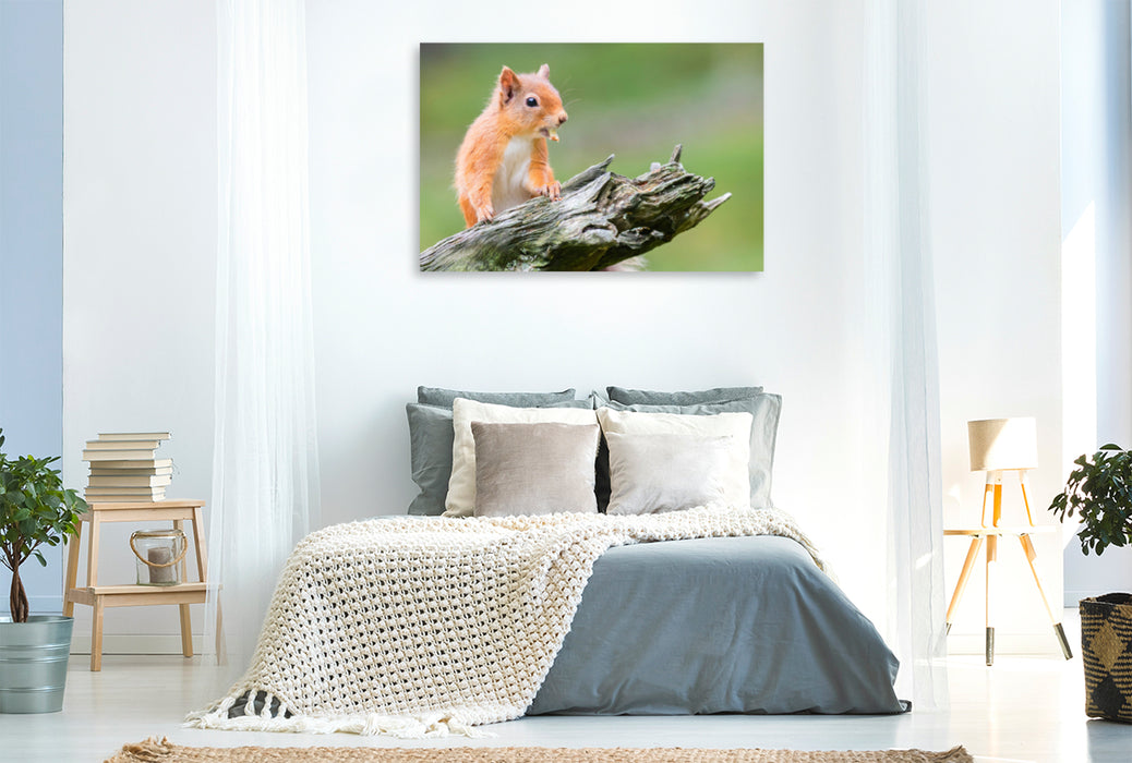 Premium Textil-Leinwand Premium Textil-Leinwand 120 cm x 80 cm quer Ein Motiv aus dem Kalender Rote Eichhörnchen