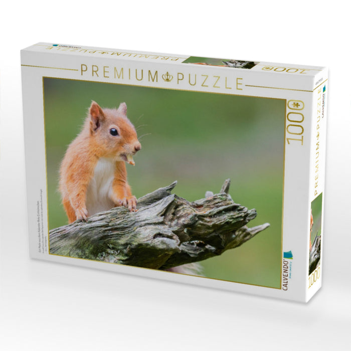 Écureuils roux - Puzzle photo CALVENDO 