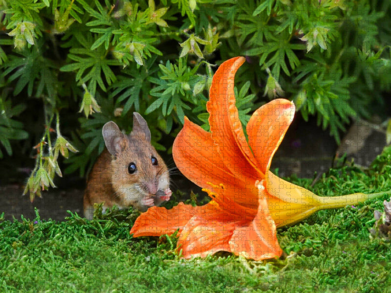 Da könnte man sich bestimmt auch gut rein kuscheln! - CALVENDO Foto-Puzzle'