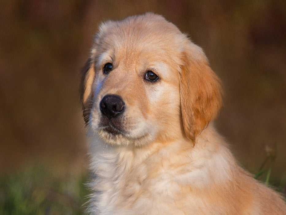 Puppy portrait - CALVENDO photo puzzle 