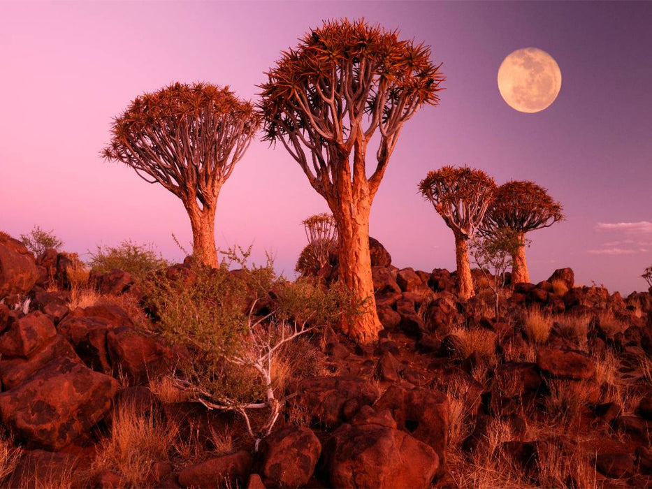 Kocherbaum, Quiver Tree, Keetmanshoop, Namibia - CALVENDO Foto-Puzzle'