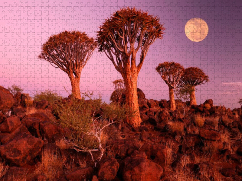 Kocherbaum, Quiver Tree, Keetmanshoop, Namibia - CALVENDO Foto-Puzzle'