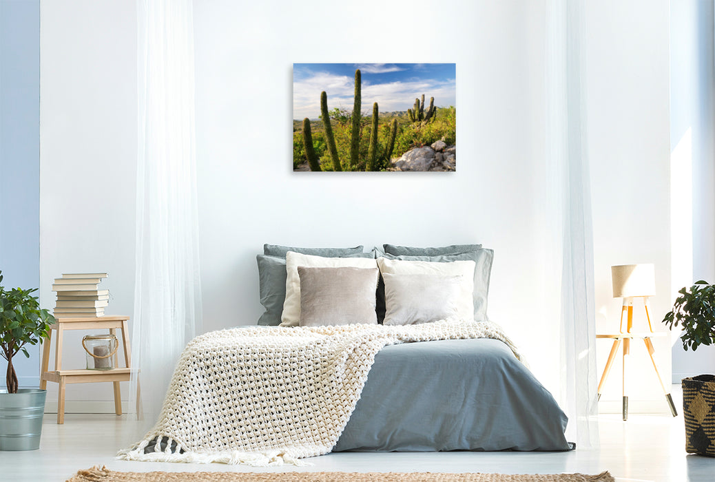 Premium Textil-Leinwand Premium Textil-Leinwand 120 cm x 80 cm quer Cactus at sunset, Ventana Bay, Sea of Cortez, Baja California Sur, Mexico