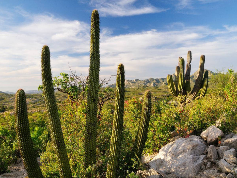 Cactus at sunset, Ventana Bay, Sea of Cortez, Baja California Sur, Mexico - CALVENDO Foto-Puzzle'
