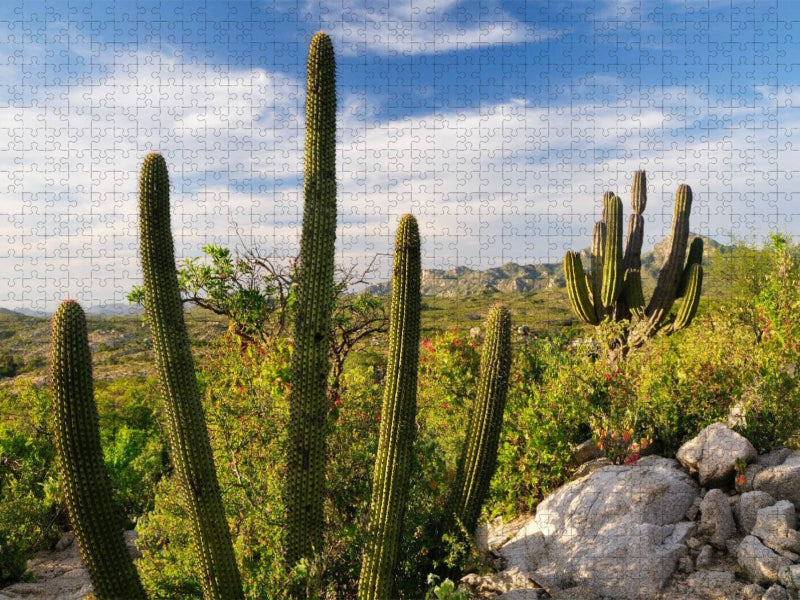 Cactus at sunset, Ventana Bay, Sea of Cortez, Baja California Sur, Mexico - CALVENDO Foto-Puzzle'