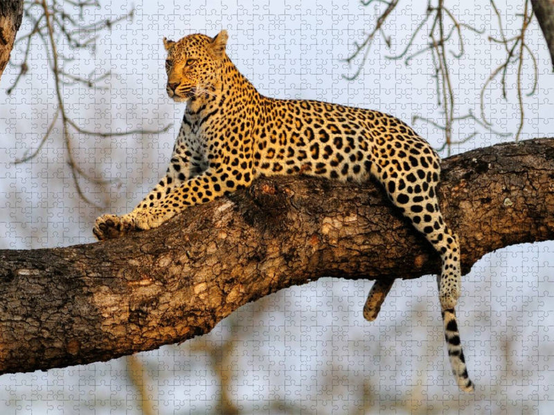 Leopard, Sabi Sands Game Reserve, Südafrika - CALVENDO Foto-Puzzle'
