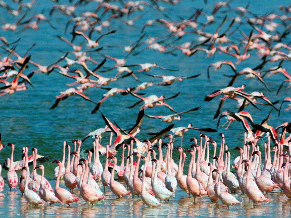 Flamingos Kimberley, Südafrika - CALVENDO Foto-Puzzle'