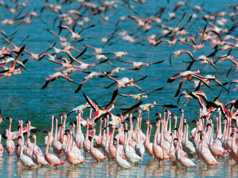 Flamingos Kimberley, Südafrika - CALVENDO Foto-Puzzle'