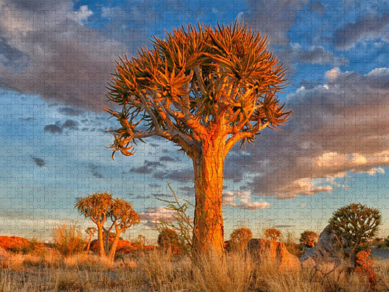 Köcherbaum, Augrabies Falls National Park, Südafrika - CALVENDO Foto-Puzzle'