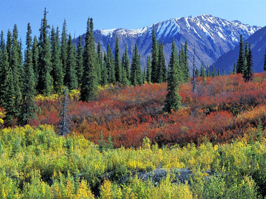 Herbstfarben entlang des George Parks Highway, Alaska - CALVENDO Foto-Puzzle'