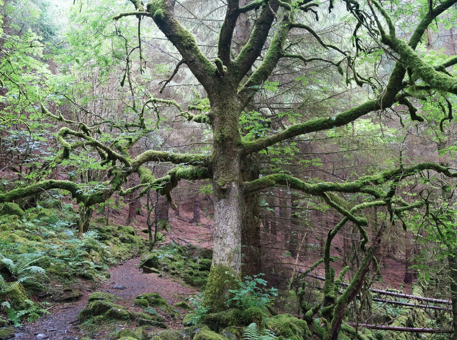 Moosbewachsener Wald am Llyn Crafnant und Llyn Geirionydd in Wales 2000 Teile Puzzle quer - CALVENDO Foto-Puzzle'