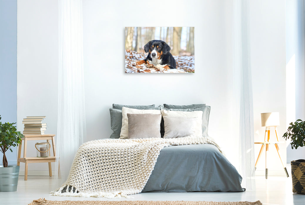 Premium Textil-Leinwand Premium Textil-Leinwand 120 cm x 80 cm quer Entlebucher Sennenhund im Schnee