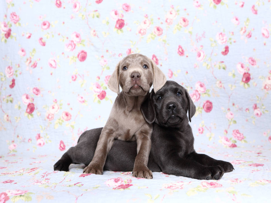 Labrador Retriever Welpe / Labrador Retriever Puppy - CALVENDO Foto-Puzzle'