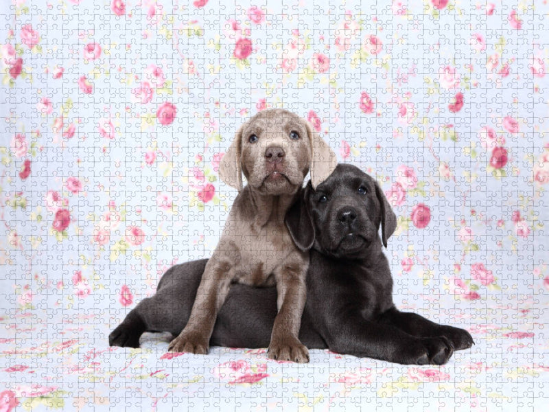 Labrador Retriever Welpe / Labrador Retriever Puppy - CALVENDO Foto-Puzzle'