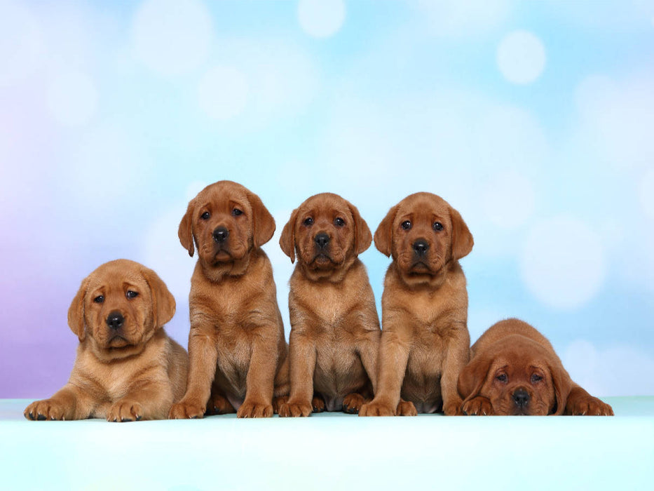Labrador Retriever Welpe / Labrador Retriever Puppy - CALVENDO Foto-Puzzle'