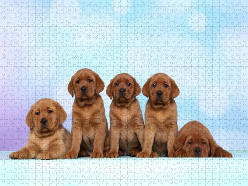 Labrador Retriever Welpe / Labrador Retriever Puppy - CALVENDO Foto-Puzzle'