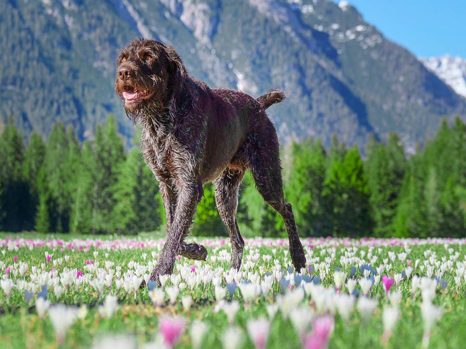 Deutsch Drahthaar im Blütenrausch des Frühlings - CALVENDO Foto-Puzzle'