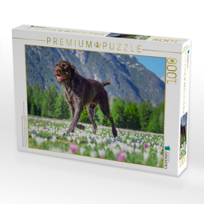 Deutsch Drahthaar im Blütenrausch des Frühlings - CALVENDO Foto-Puzzle'