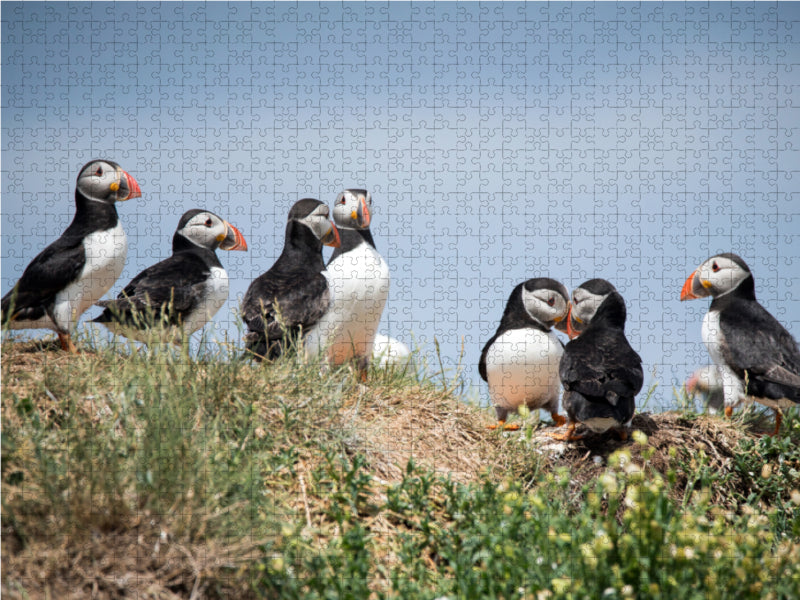 Farne Islands - CALVENDO photo puzzle 