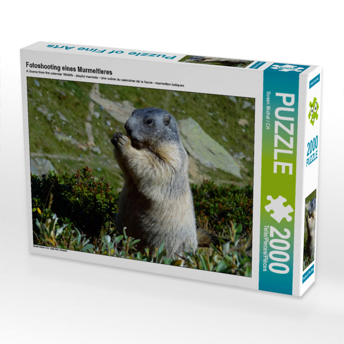 Fotoshooting eines Murmeltieres 2000 Teile Puzzle quer - CALVENDO Foto-Puzzle'