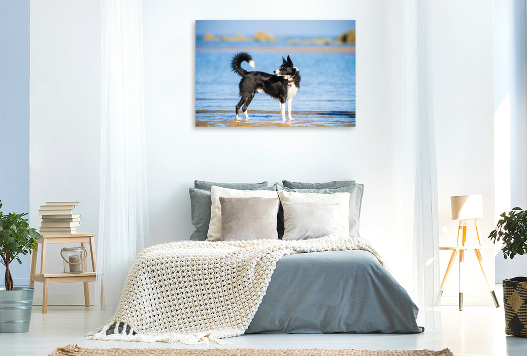 Premium Textil-Leinwand Premium Textil-Leinwand 120 cm x 80 cm quer Border Collie am Strand