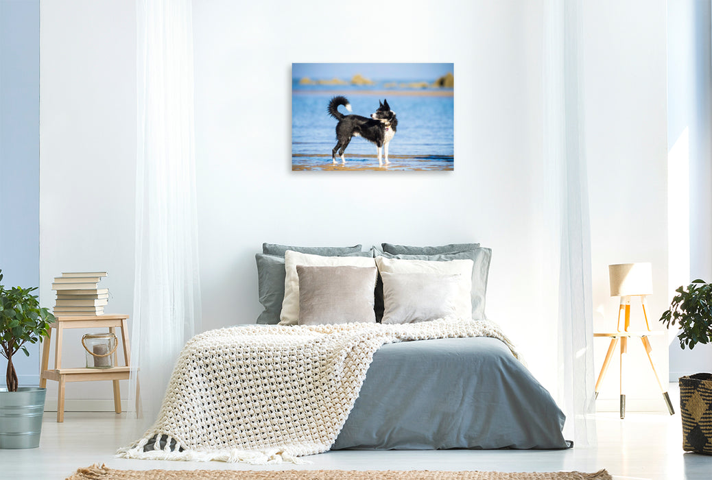 Premium Textil-Leinwand Premium Textil-Leinwand 120 cm x 80 cm quer Border Collie am Strand