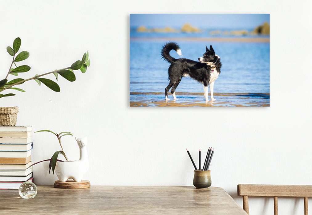 Premium Textil-Leinwand Premium Textil-Leinwand 120 cm x 80 cm quer Border Collie am Strand