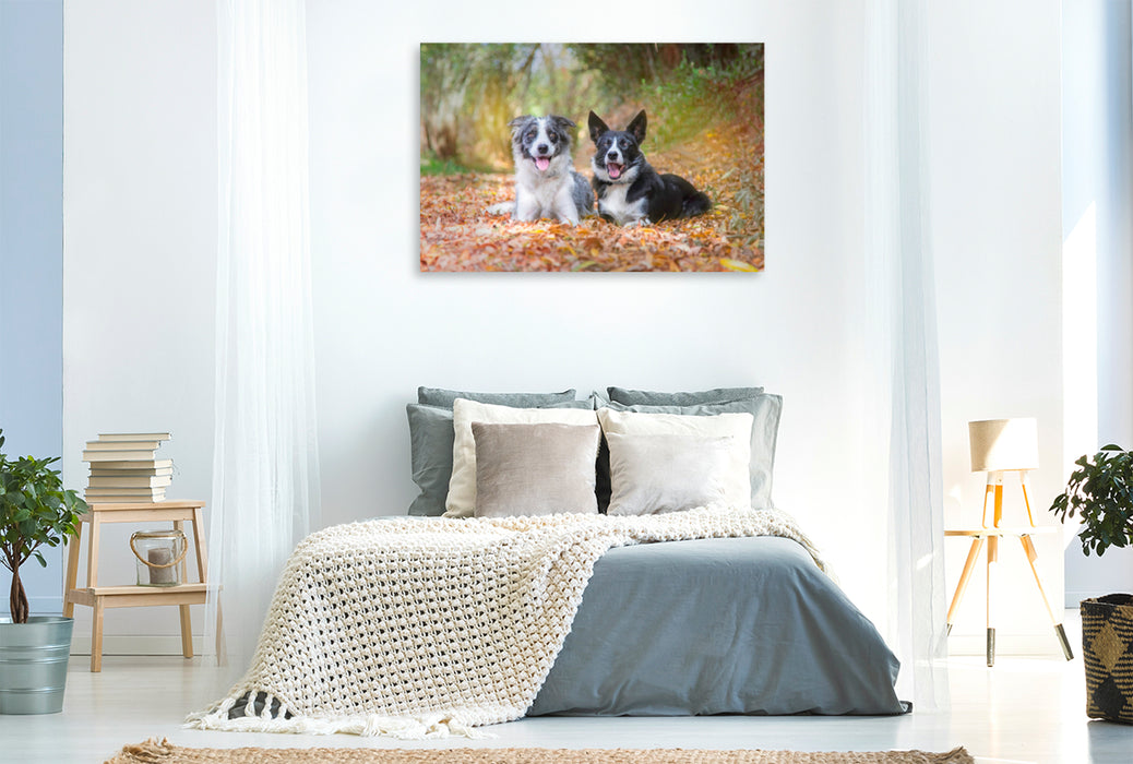 Premium Textil-Leinwand Premium Textil-Leinwand 120 cm x 80 cm quer Border Collies im herbstlichen Wald