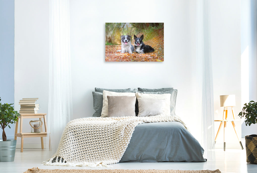 Premium Textil-Leinwand Premium Textil-Leinwand 120 cm x 80 cm quer Border Collies im herbstlichen Wald