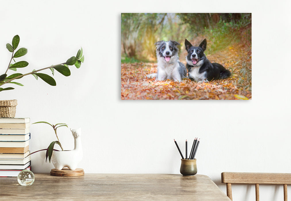 Premium Textil-Leinwand Premium Textil-Leinwand 120 cm x 80 cm quer Border Collies im herbstlichen Wald